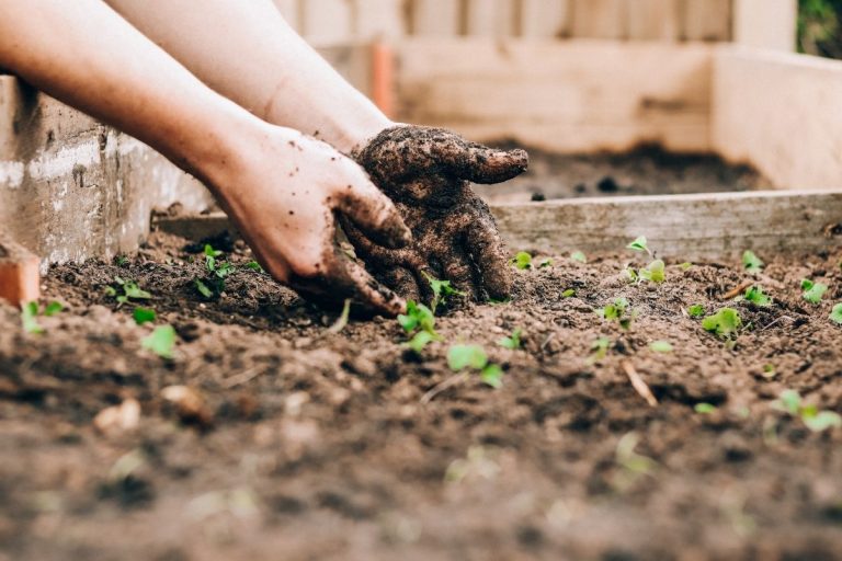 hands in the dirt in a home grown garden