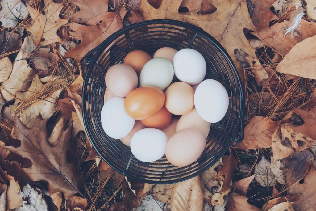 chicken eggs