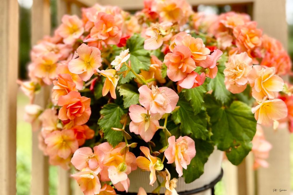 a beautiful pot of coral flowers sitting on a deck