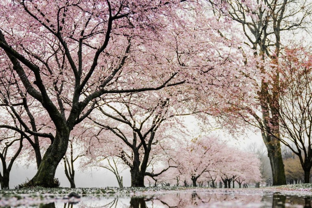cherry tree