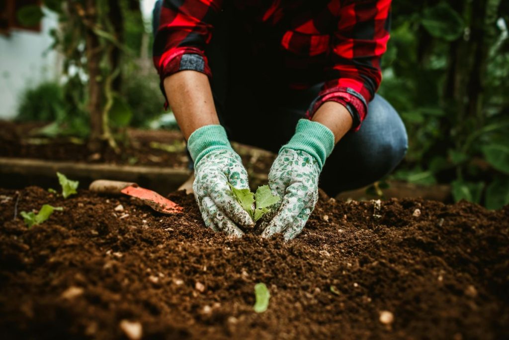 planting seeds in a garden